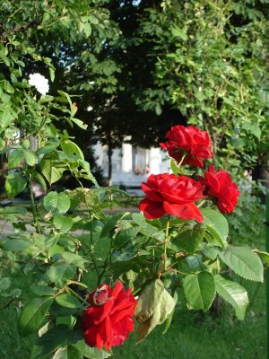Volksgarten Rose Garden